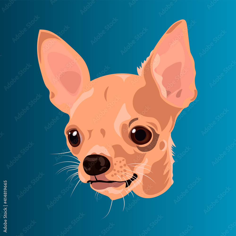 Head of a Chihuahua breed dog with blue background