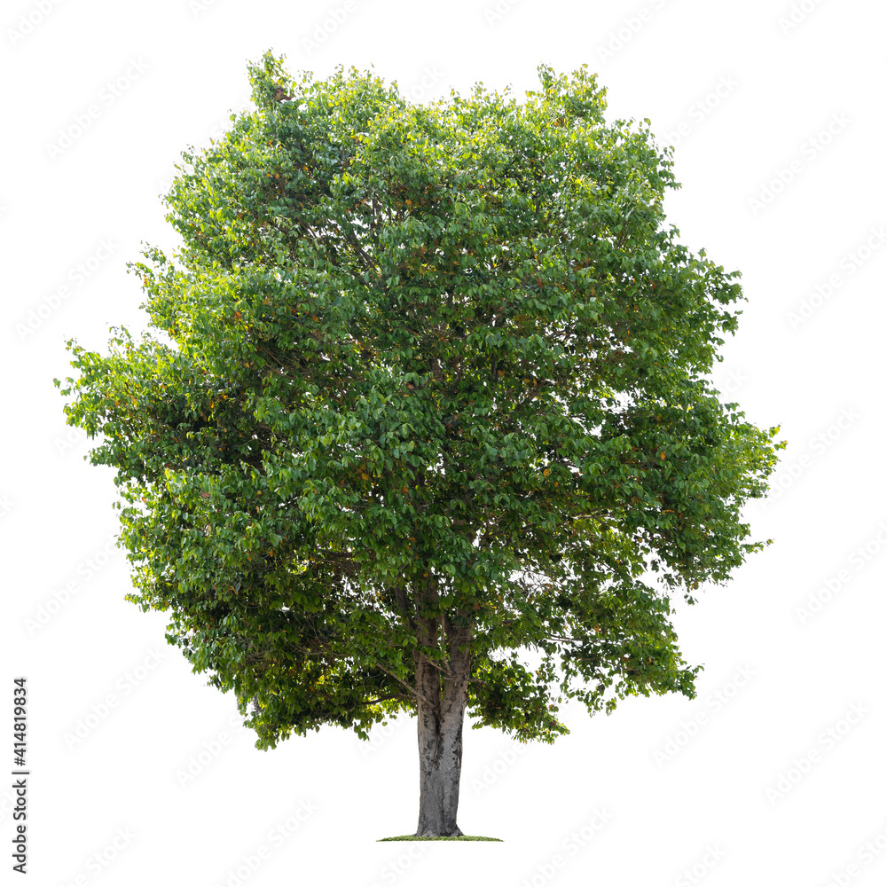 Fototapeta premium tree isolate on white background