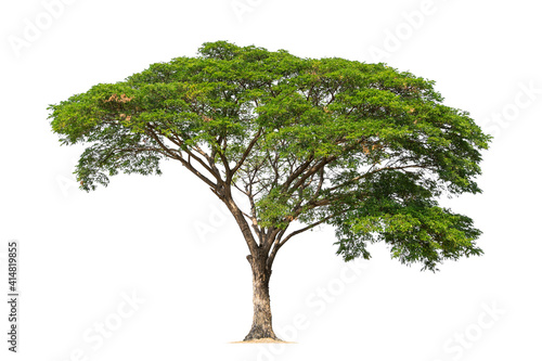 big tree isolate on white background