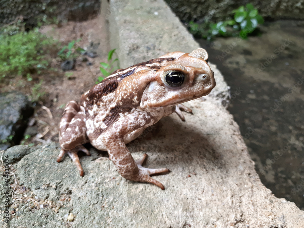 frog on the rock. frog on the rock.