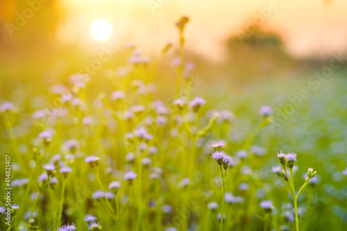 Clump of grass wildflower a warm light in summer sunset on natural background. © Thinapob