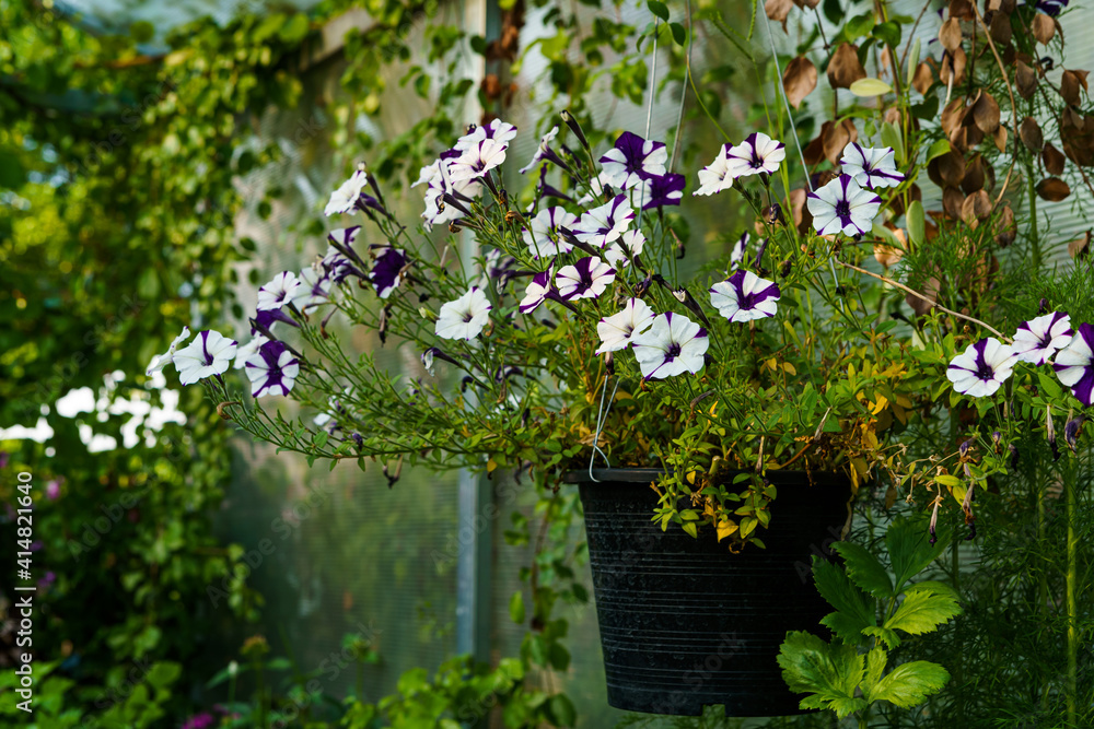 Obraz premium Close Up of Beautiful pink Petunia flowers in a pot in the garden with sunlight.