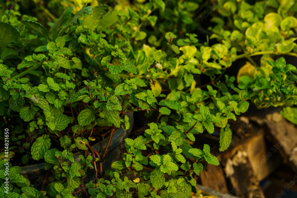 green mint plant leaves form natural in a pot in a vegetable garden,foliage nature background green mint plant leaves form natural in a pot in a vegetable garden,foliage nature background