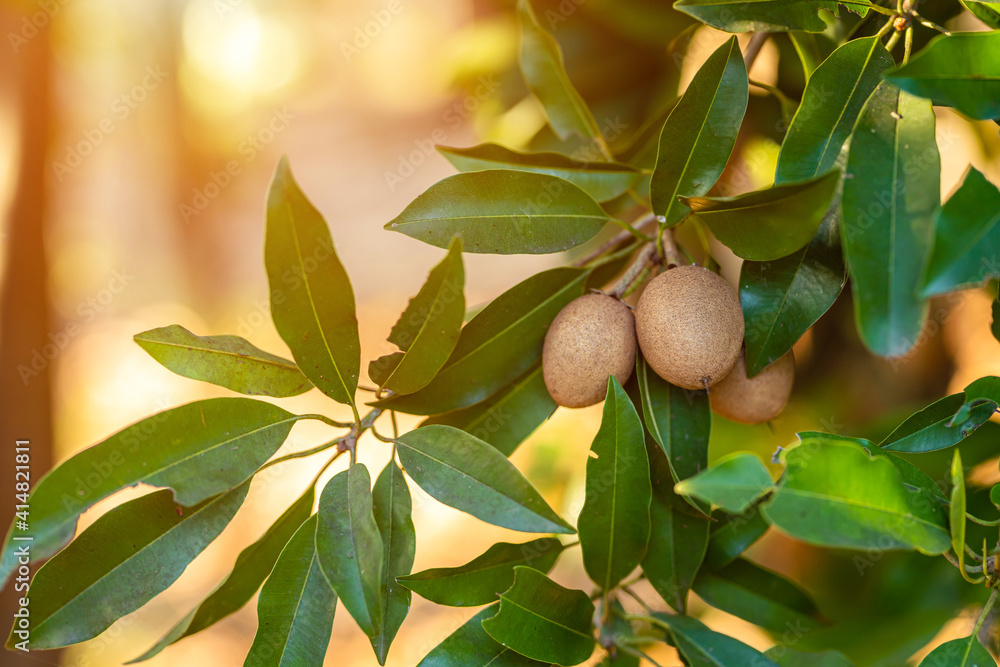 Close up of Sapodilla grow on the Sapodilla tree in a garden background Sapodilla leaves in thailand,fruit for healthy