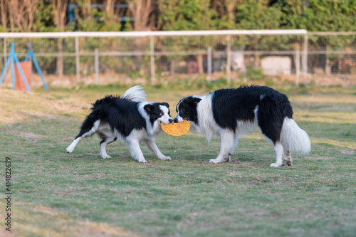 Quadro em tela Two border collies fighting for a toy