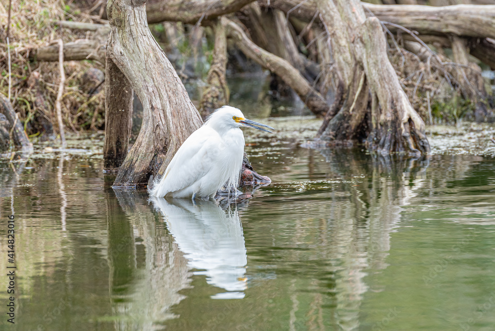 White egret bird in swamp with reflection in water White egret bird in swamp with reflection in water