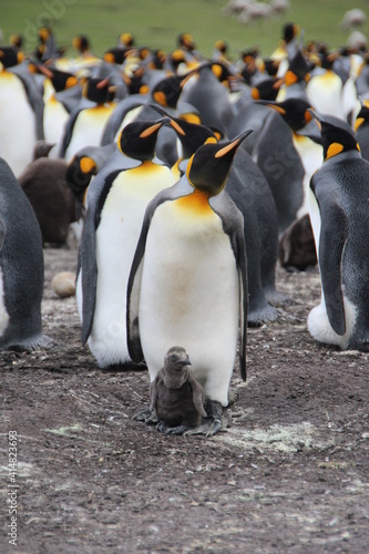 King Penguin and chick  Volunteer Point  East Falkland.
