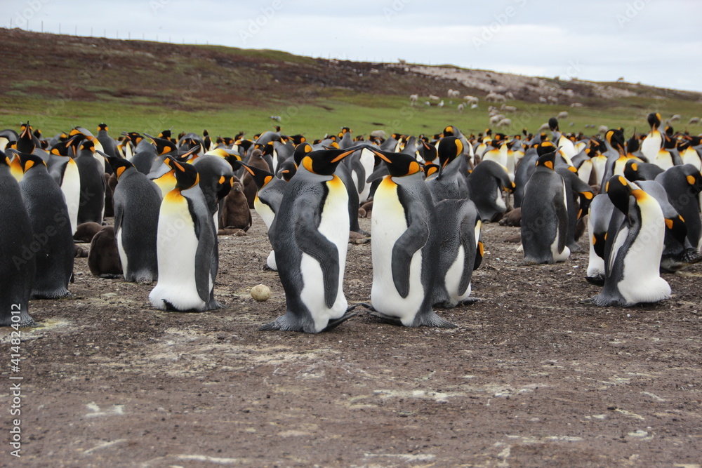 Obraz premium King Penguins, Volunteer Point, East Falkland.
