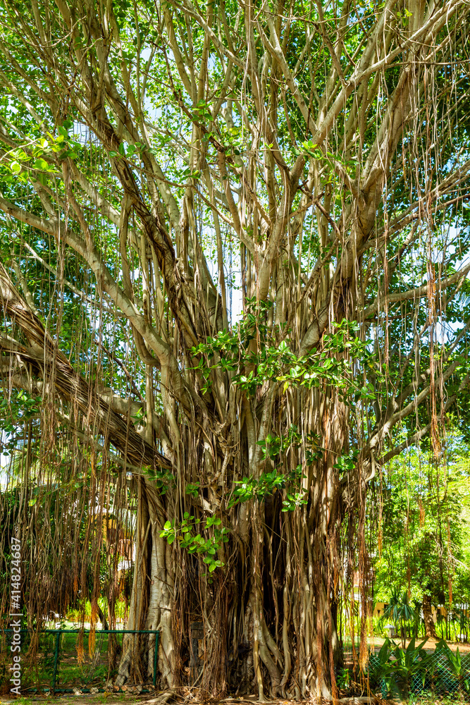 Banyan trees in the forest Banyan trees in the forest