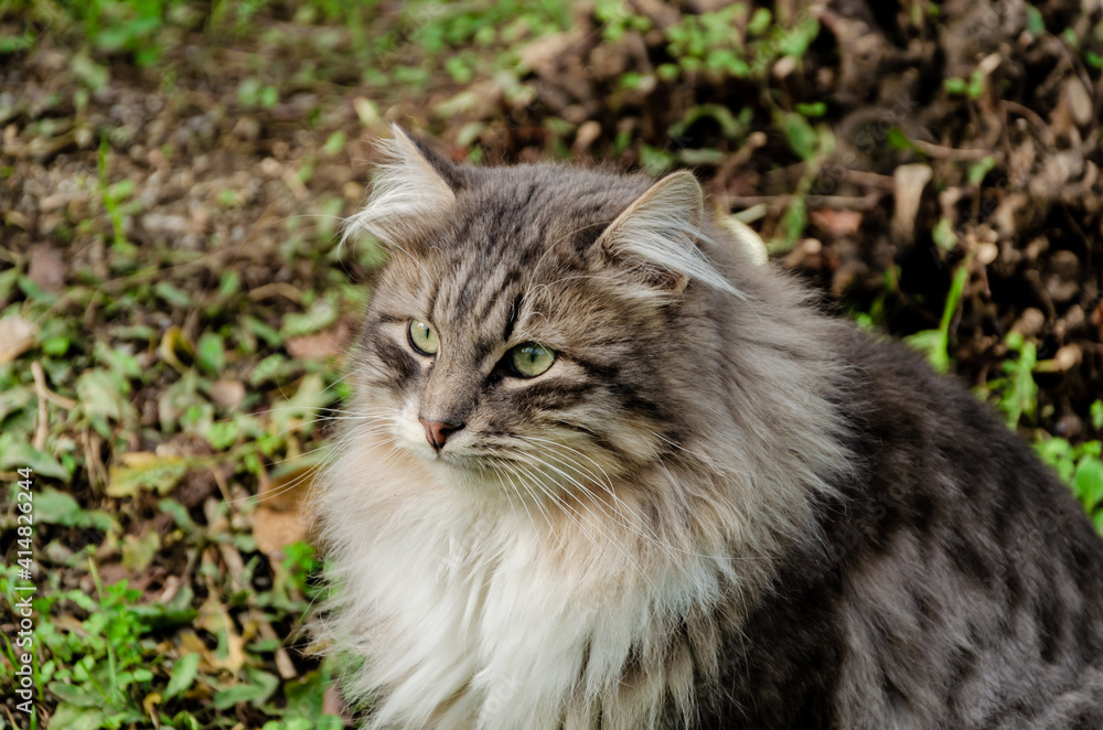 A fluffy cat on the street in autumn. A fluffy cat on the street in autumn.