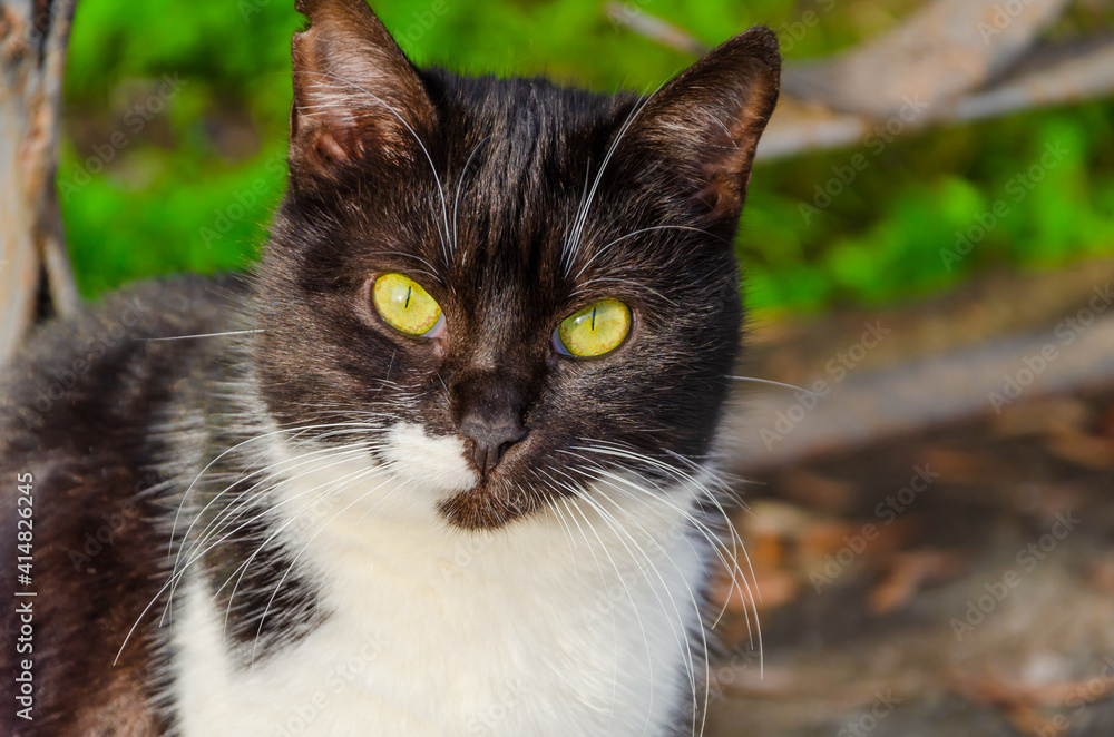A black and white cat with yellow eyes. A black and white cat with yellow eyes.