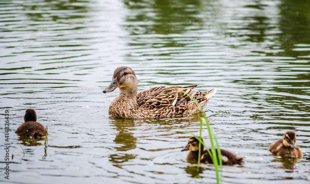 A duck with young ducks swims on the water in the tributary of the Danube River, Novi Sad, Serbia A duck with young ducks swims on the water in the tributary of the Danube River, Novi Sad, Serbia