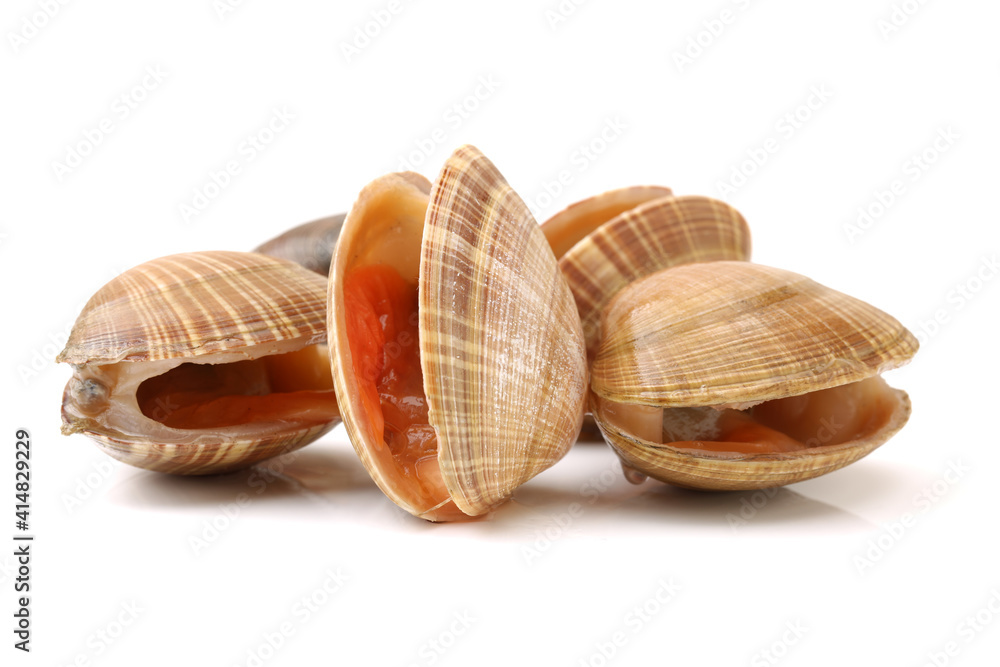 clams isolated on white background clams isolated on white background