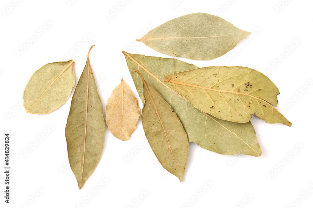 Aromatic bay leaves isolated on white background