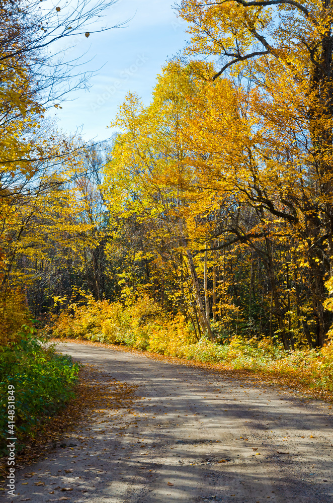 Obraz premium Falls colorful trees