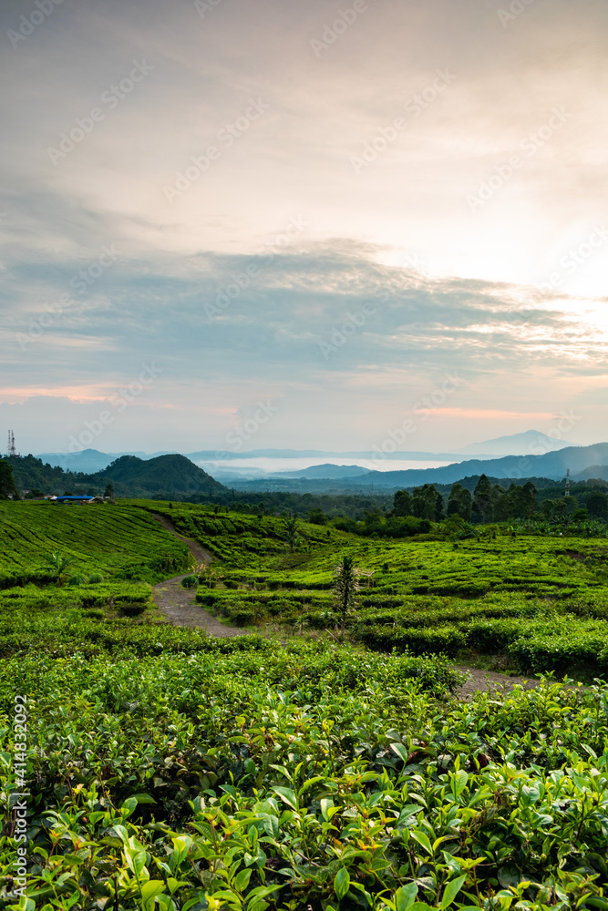 field in the morning