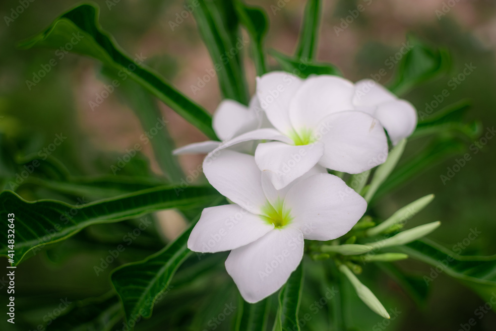 Beautiful flower with bright and lovely colors Beautiful flower with bright and lovely colors