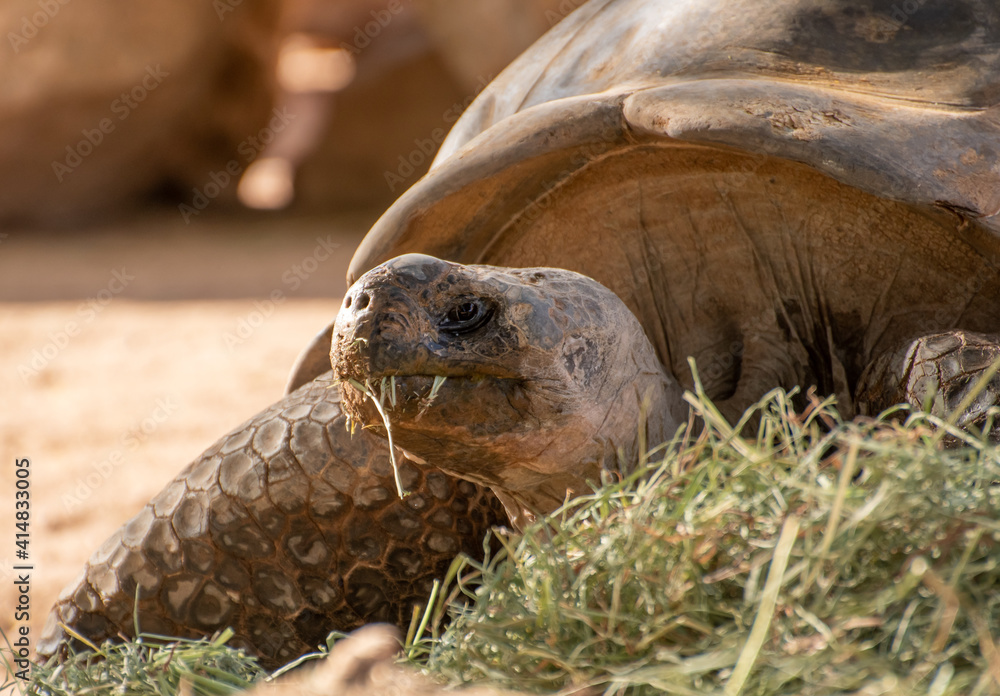 This friendly desert tortoise lives in a Phoenix area zoo. Tortoises like this live in the USA desert southwest and are protected.