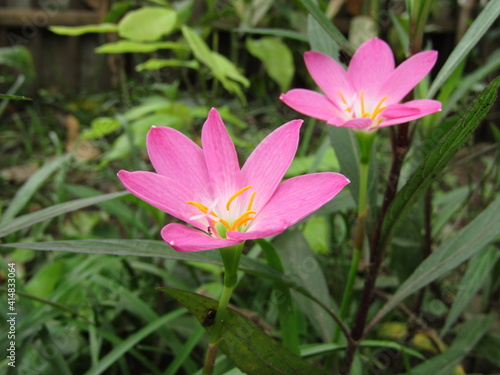 beautyfull pink flower