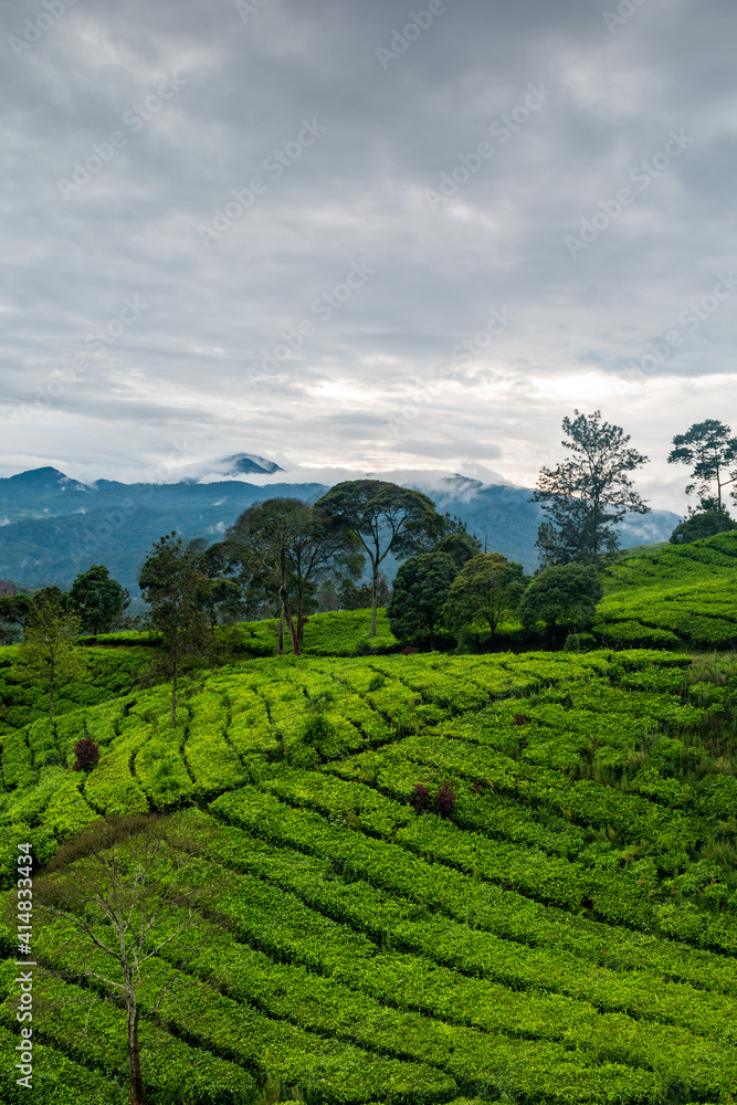 green tea plantations