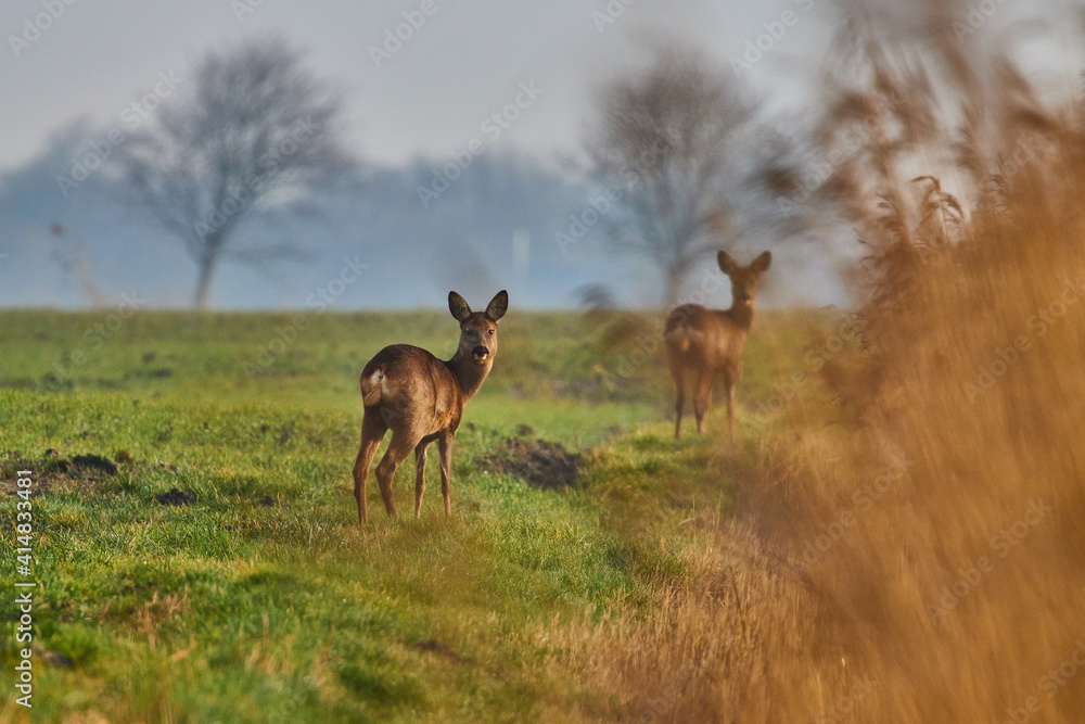 Deers in the snowy meadow. Deers in the snowy meadow.
