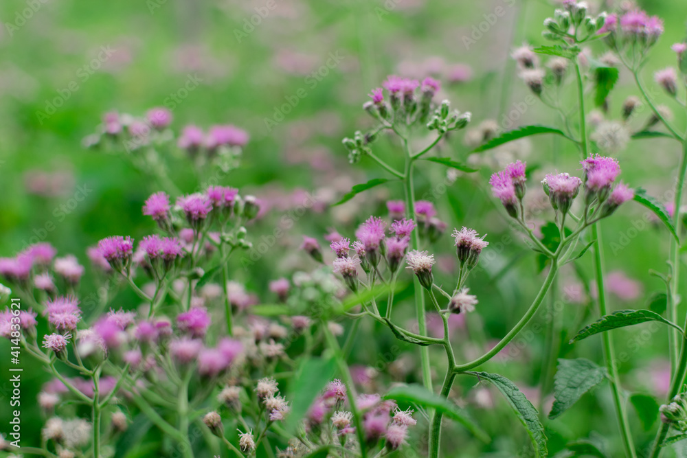 Beautiful flower with bright and lovely colors Beautiful flower with bright and lovely colors