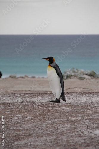 King Penguin  Volunteer Point  East Falkland.