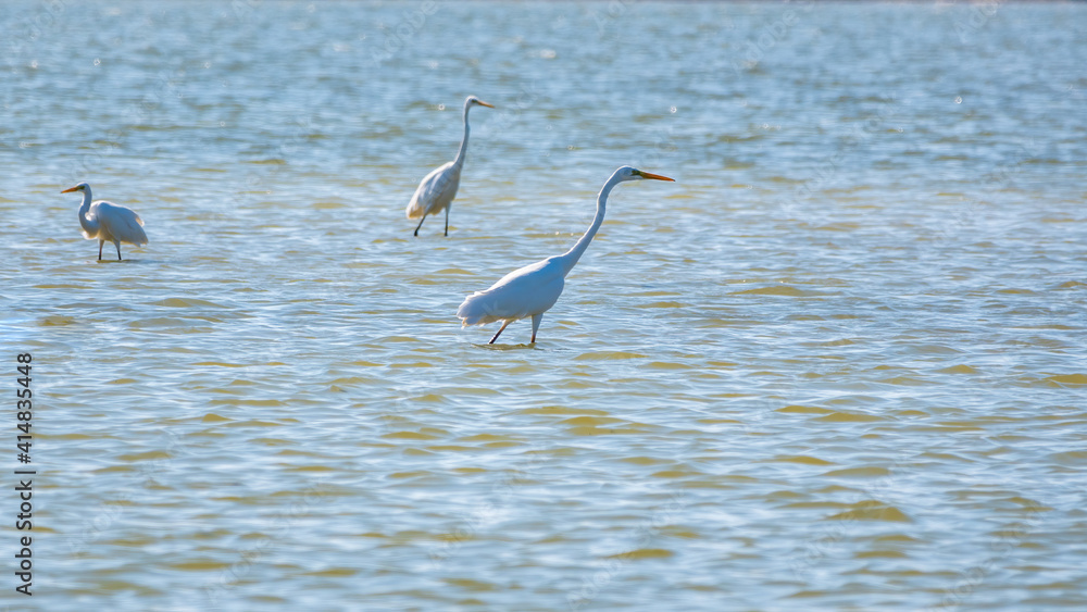 The white herons stands in the lake The white herons stands in the lake