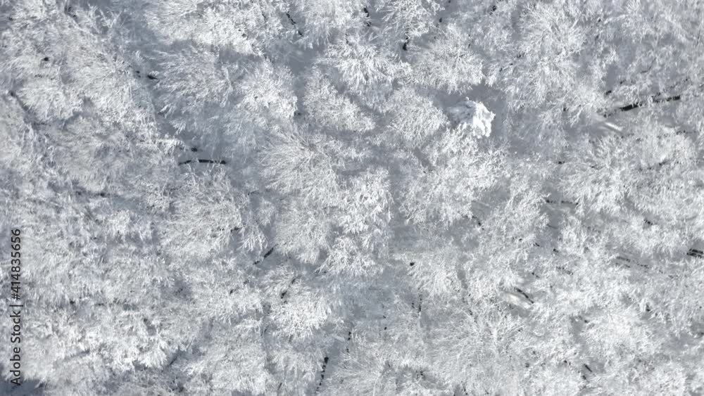 Rising Aerial Shot Of Winter Forest Nature Landscape, Trees Covered In Snow And Ice Rising Aerial Shot Of Winter Forest Nature Landscape, Trees Covered In Snow And Ice