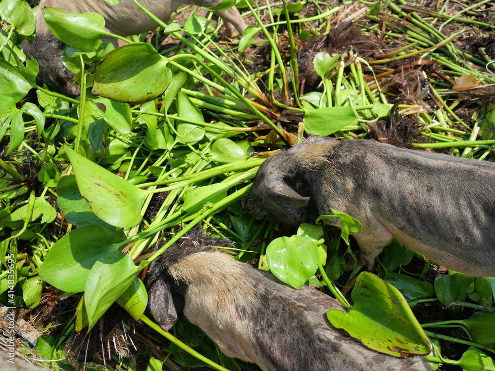 Group of Vietnamese Pot bellied pigs at farm, Pig eating Water Hyacinth tree and leaves