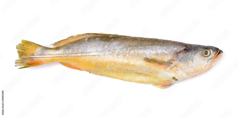 Yellow Croaker Fish On White background 