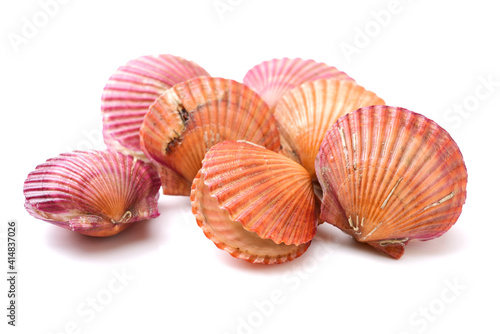 lots of scallop sea shells on white background