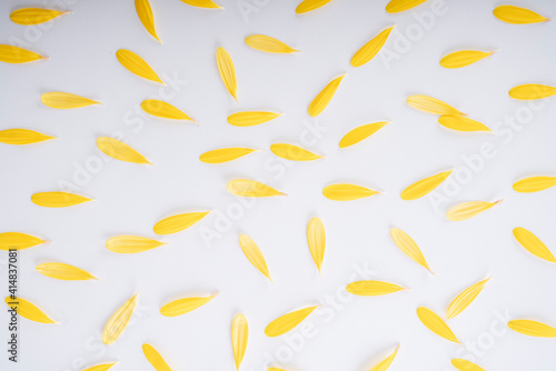 Sunflower petal and pollen over white background.