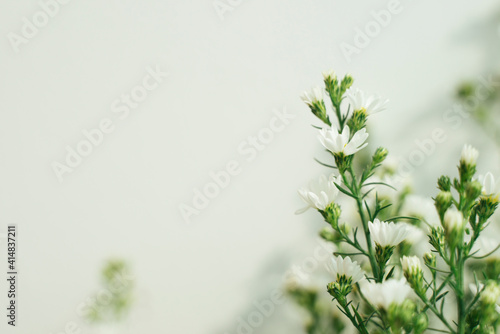 a bunch of baby breath flowers over white background.