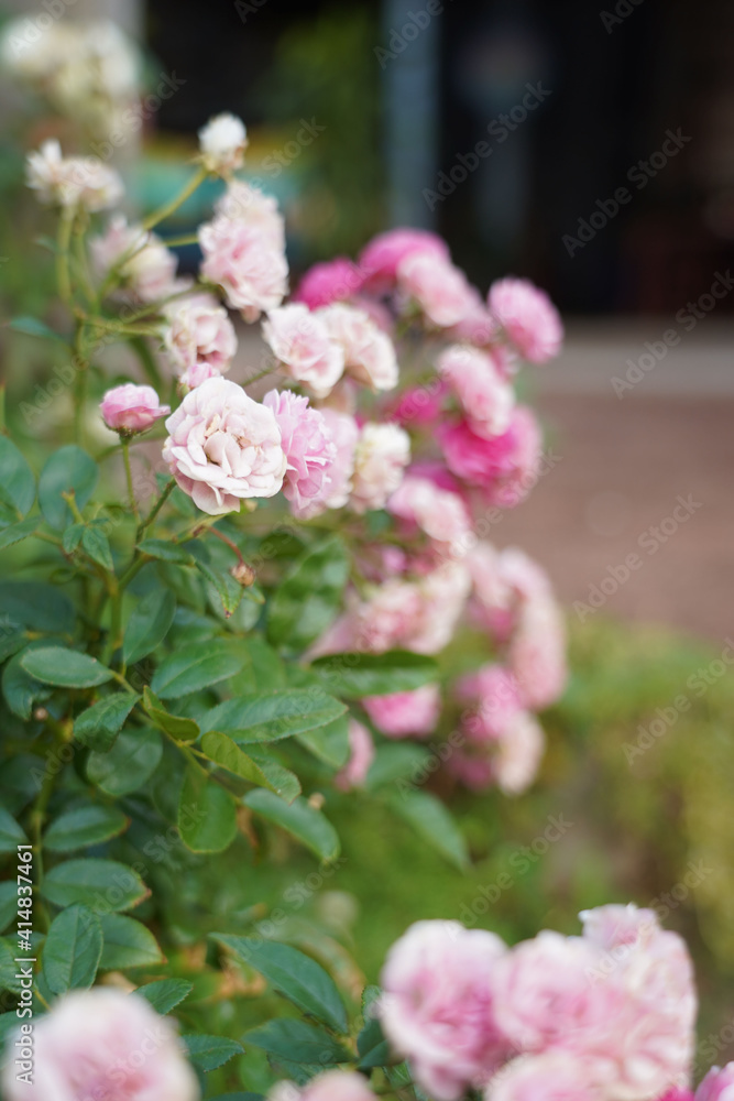 White, Pink rose flower on nature blurred background. Colorful, beautiful, delicate rose in the garden.