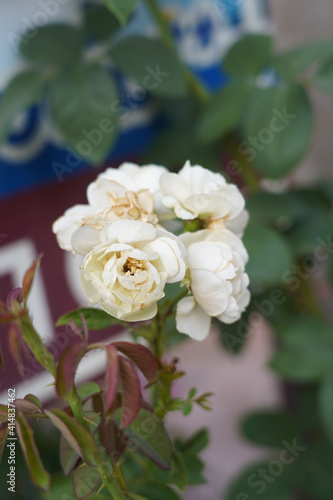 White, Pink rose flower on nature blurred background. Colorful, beautiful, delicate rose in the garden.