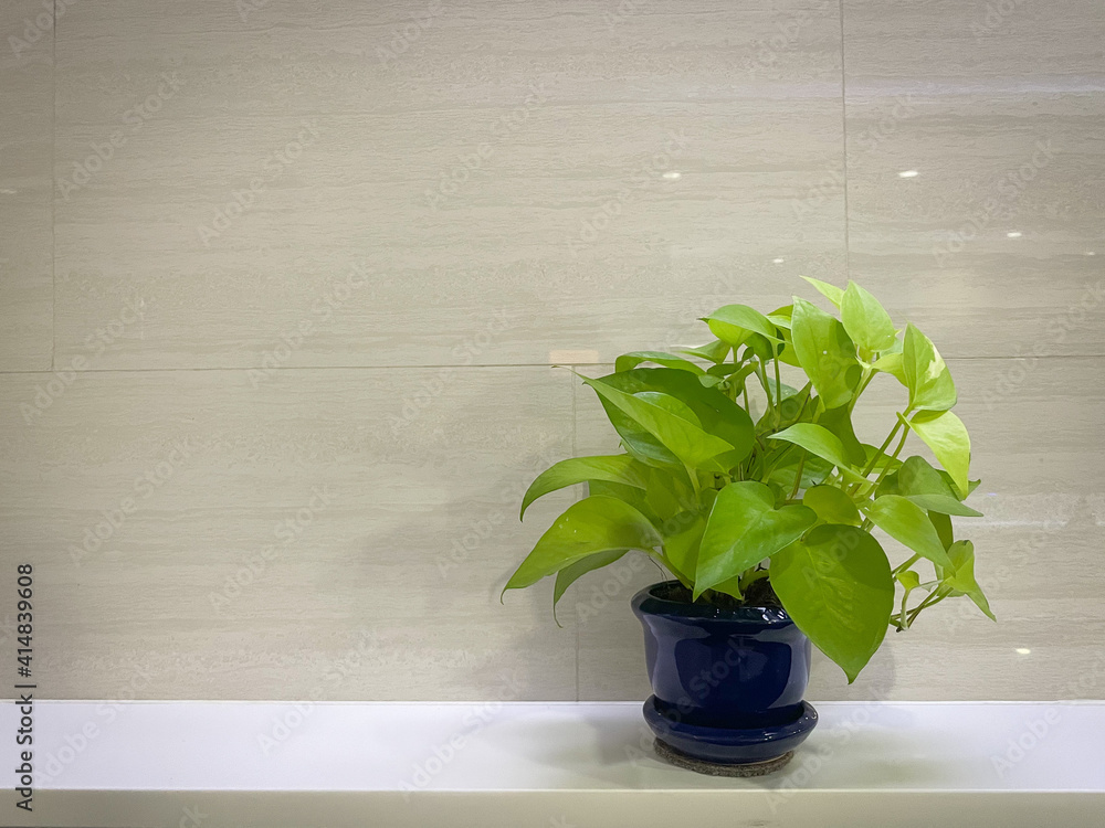 Fototapeta premium plant on the wall