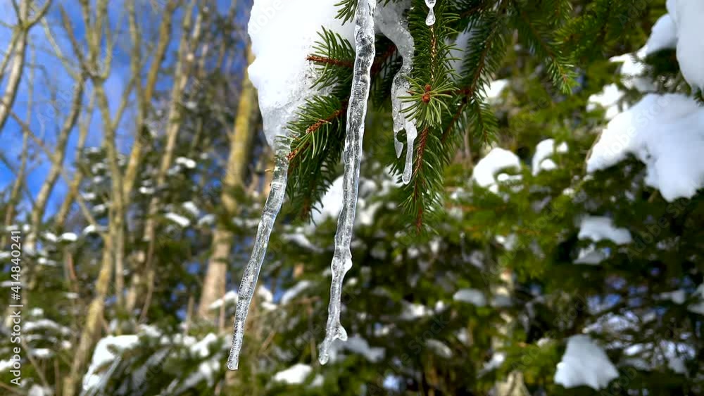 Icicles Melt In The Winter Fir Forest During Sunny Day In Winter. - Close Up Shot Icicles Melt In The Winter Fir Forest During Sunny Day In Winter. - Close Up Shot