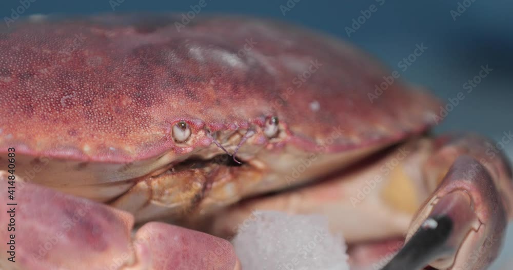 Face And Claws Of The Crab Moves Suddenly On Ice. close up Face And Claws Of The Crab Moves Suddenly On Ice. close up