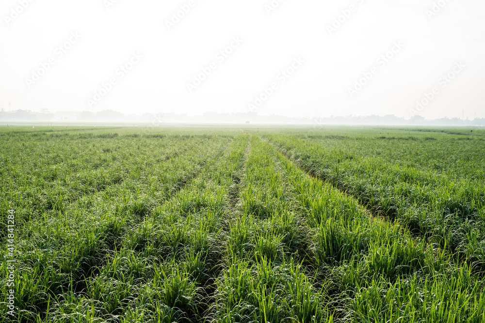 green wheat field in spring