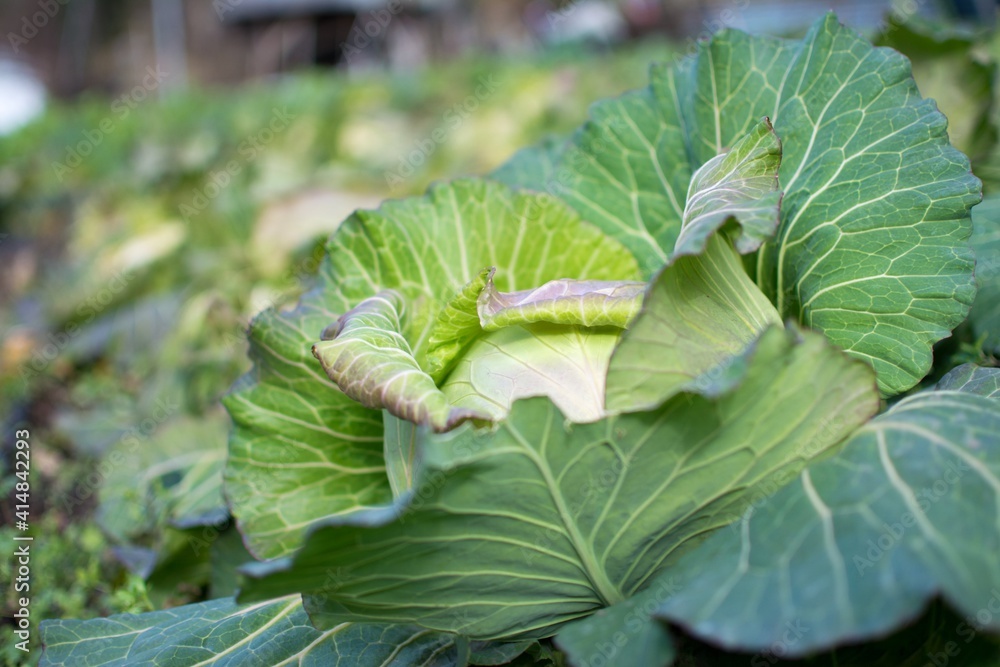 A close-up of fresh cabbage planted in Japanese fields A close-up of fresh cabbage planted in Japanese fields