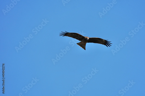 black kite in flight