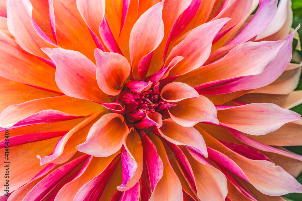 Obraz premium Coral Apricot Pink Rose Labyrinth Dahlia Blooming Macro