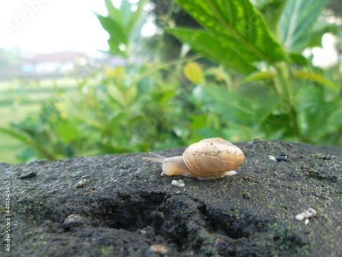 snail on a leaf