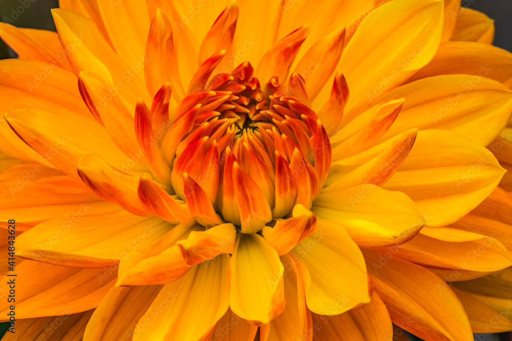 Yellow Orange Dahlia Blooming Macro Yellow Orange Dahlia Blooming Macro