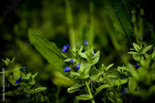 Selective focus ,Poorman's Weatherglass or Anagallis Foemina, little blue blossoms, symmetrical wild flowers have five petals. Lysimachia azurea is flowering plant in the Primrose family