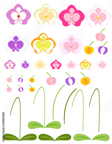 胡蝶蘭の花　素材