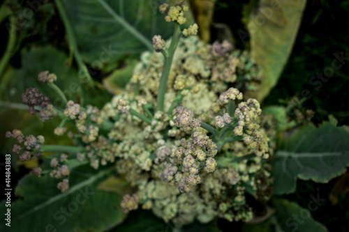 Selective focus on  cauliflower , The flowers of a cauliflower are in bloom in the green garden