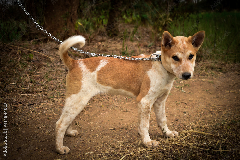 indian street dog, A white brown stray dog ​​tied to a rope
