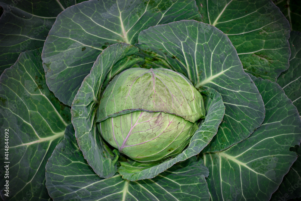 Obraz premium selective focus on a big cabbage in the garden ,In the garden is a large green cabbage whose leaves are opening one by one